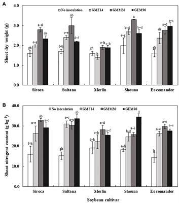 Enhanced Soybean Productivity by Inoculation With Indigenous Bradyrhizobium Strains in Agroecological Conditions of Northeast Germany